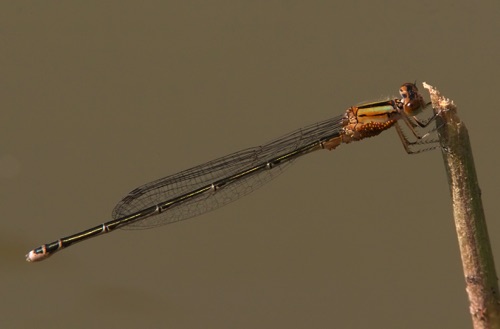 2007_01_28_Thailand_Nakhon Ratchasima Pseudagrion australiasa 2007_01_28_Thailand_Nakhon Ratchasima Pseudagrion australiasa